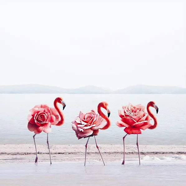Photoshop; Flamingo; hey.luisa; Marketing Digital; Portugal