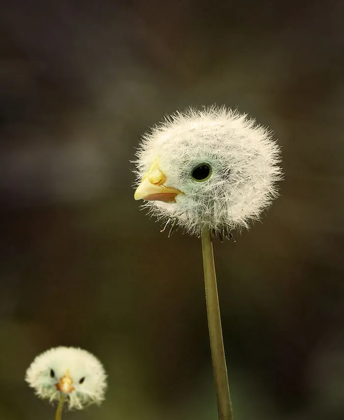 Photoshop; Passaro; Flor; Edicao Imagem; Tendencia; Marketing